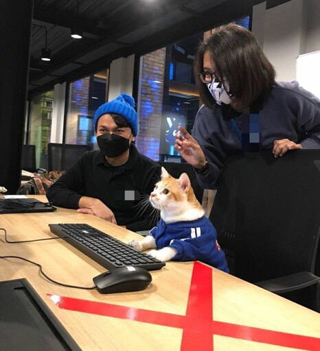 Photo of a cat sitting in front of keyboard, looking at the screen. It is dressed  in a blue pullover.