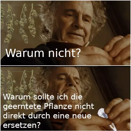 Bilbo Meme in zwei Reihen. Bilbo hält etwas in der Hand, hinter ihm hängen geerntete Cannabisblüten an der Wand. Im unteren Bild ist zu sehen, dass er Cannabissamen in der Hand hält. Bildunterschrift 1. Bild: "Warum nicht?". Bildunterschrift 2. Bild: "Warum sollte ich die geerntete Pflanze nicht direkt durch eine neue ersetzen?"