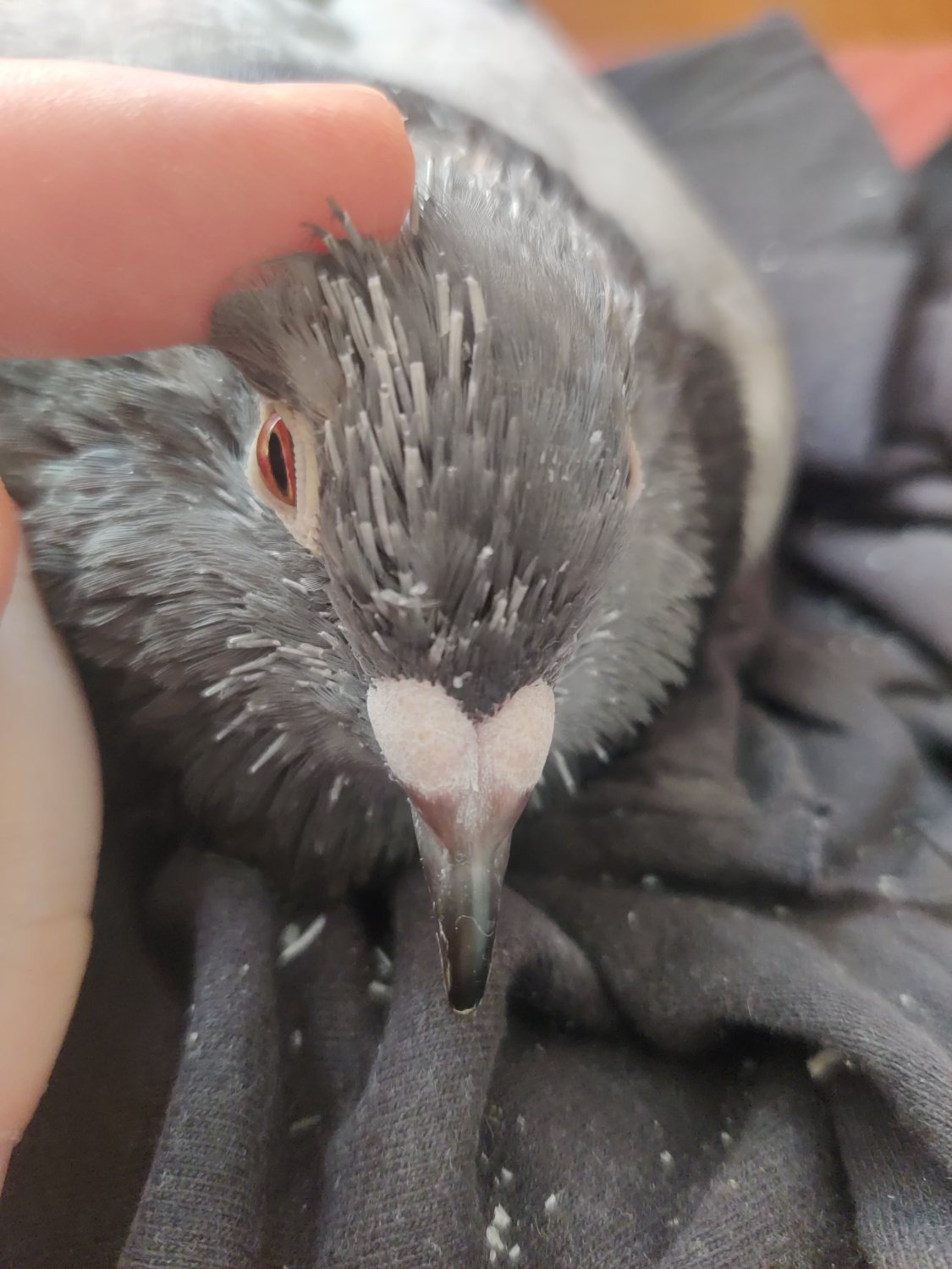 A picture of a pigeon which is currently moulting. The trailing feathers make it look like a hedgehog.