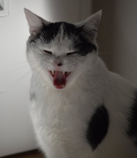 A black and white cat captured at the end of a huge yawn