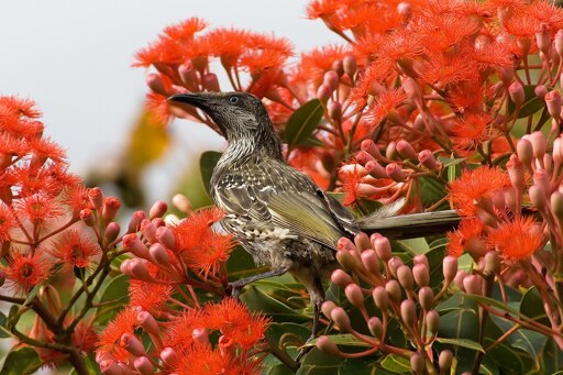 Ein stolzer Vogel mit braunem Gefieder sitzt zwischen roten Blumen und Knospen.